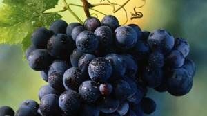Можно ли есть виноград при беременности на 1, 2 и 3 триместре