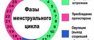 Можно ли забеременеть во время месячных. Безопасные дни и период овуляции