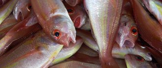 opisthorchiasis in fish