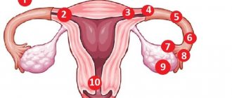 Determine ectopic pregnancy at home. Signs, symptoms