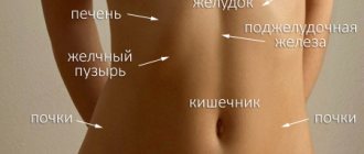 Abdominal organs