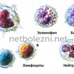 Основные разновидности лейкоцитов