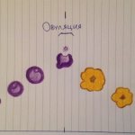 Ovulation occurs around the middle of the cycle