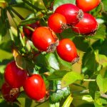 Плоды шиповника - полезные свойства