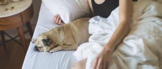 Почему люди хотят спать. Почему хочется спать постоянно причины у женщин: