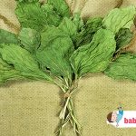 plantain medicinal properties and contraindications during pregnancy