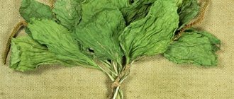 подорожник лечебные свойства и противопоказания при беременности