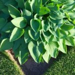 подорожник польза и вред