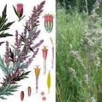 полынь обыкновенная