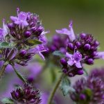 Benefits of thyme