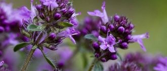 Benefits of thyme