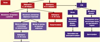Elevated leukocytes in urine during pregnancy: algorithm of actions