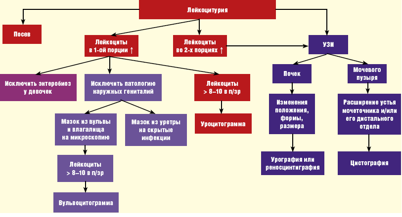 Лейкоцитурия. Лейкоцитурия классификация. Лейкоцитурия у детей. Лейкоцитурия алгоритм. Патогенез лейкоцитурии.