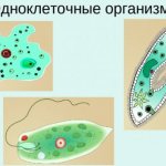 Представители одноклеточных организмов
