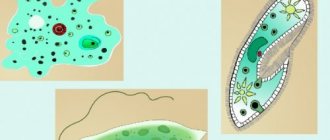 Representatives of unicellular organisms