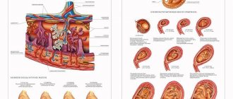 Signs of a frozen pregnancy in the early stages