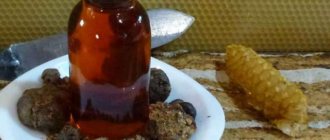 Propolis with alcohol: medicinal properties and contraindications of tincture, instructions for use