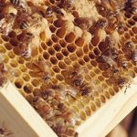 Propolis during pregnancy