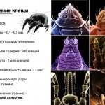 пылевые клещи - то чем вызывается на пыль аллергия