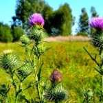 Расторопша – лечебные свойства и противопоказания, 7 лучших рецептов