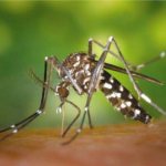 Разносчик инфекции - малярийный комар