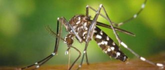 Разносчик инфекции - малярийный комар