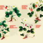 Strawberry varieties