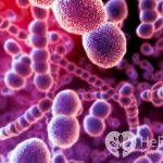 Развитие гнойной формы болезни чаще всего вызывают бактерии