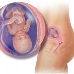 Fetal development at 14 weeks of gestation
