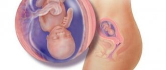 Fetal development at 14 weeks of gestation