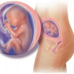 Fetal development at 19 weeks of gestation
