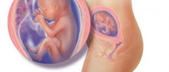 Fetal development at 19 weeks of gestation