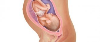 Fetal development at 31 weeks of gestation