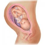 Fetal development at 34 weeks of gestation