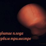 Развитие ребёнка. От зачатия и до рождения