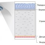 Cornea of ​​the eye structure