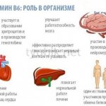 The role of vitamin B6 in the body