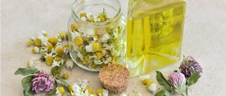 Chamomile - medicinal properties and all the secrets of use