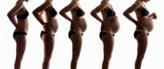 belly growth during pregnancy