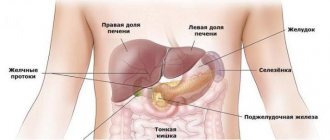 selezenka1 Functions of the spleen in the human body.