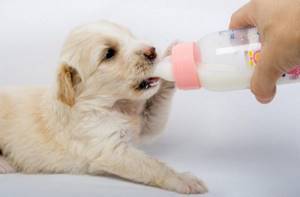 щенок пьет молоко