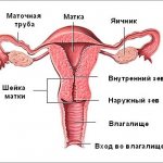 diagram of a woman&#39;s organs