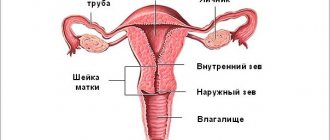 схема органов женщины
