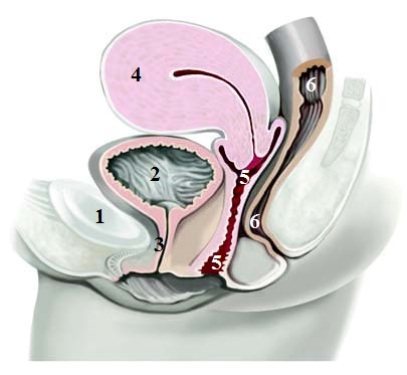Схема расположения органов таза женщины в норме