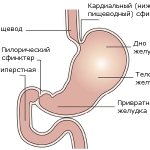 схема желудка
