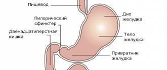 stomach diagram