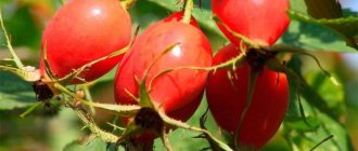 Rose hip