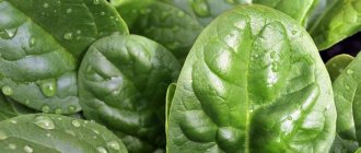Spinach