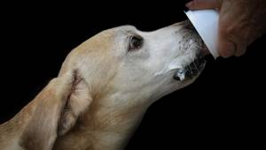 собака ест йогурт из рук