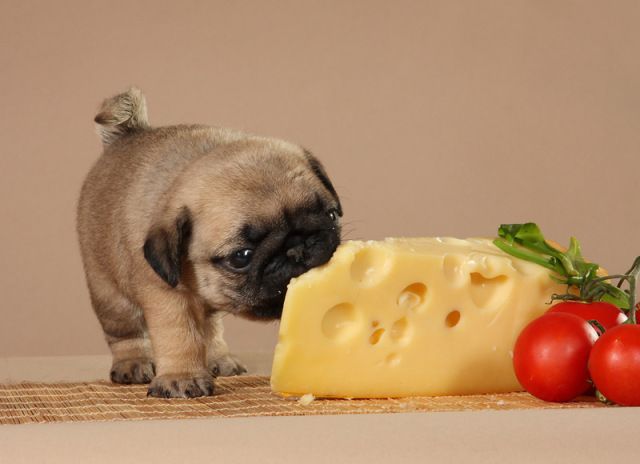 собака и сыр